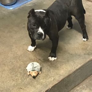 Meet your Posher, Caroline